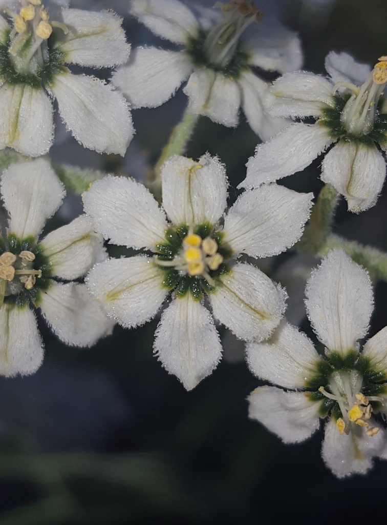 Siskiyou false-hellebore
