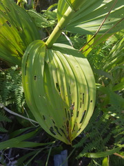 Veratrum insolitum