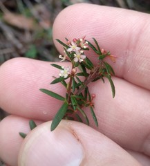 Micrantheum ericoides