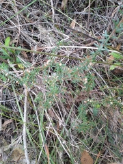 Micrantheum ericoides