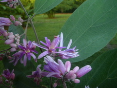 Trichospermum galeottii