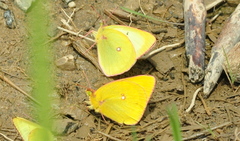 Colias interior