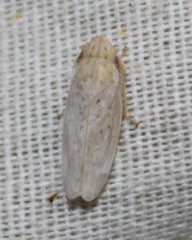 Prairiana