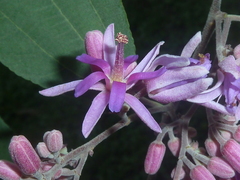 Trichospermum galeottii
