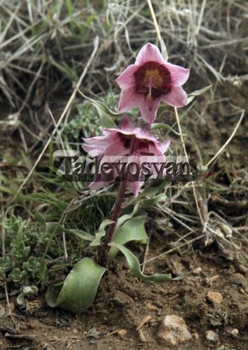 Fritillaria gibbosa, photograph 2
