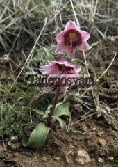 Fritillaria gibbosa