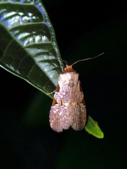Chorsia