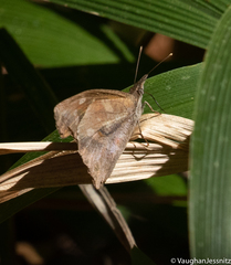 Libythea laius