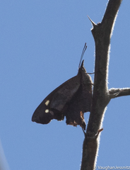 Libythea laius