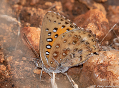 Aloeides damarensis