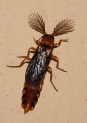 Phengodes fusciceps