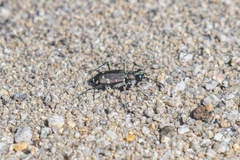Cicindela depressula
