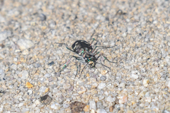 Cicindela depressula