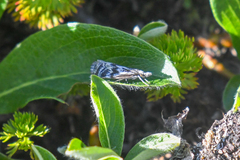 Catoptria oregonicus