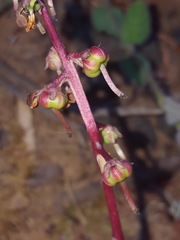 Pyrola crypta