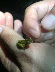 Dendropsophus parviceps