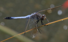 Orthetrum caledonicum