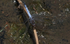 Orthetrum caledonicum