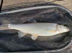 Ptychocheilus oregonensis