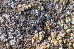 Catoptria oregonicus