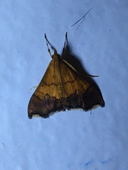 Pyrausta bicoloralis