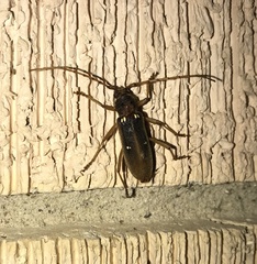 Eburia quadrigeminata