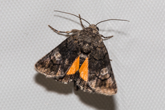 Copanarta aurea