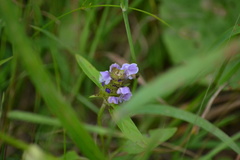 Prunella vulgaris lanceolata