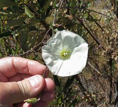 Calystegia macrostegia arida
