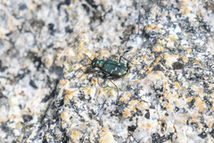 Cicindela depressula