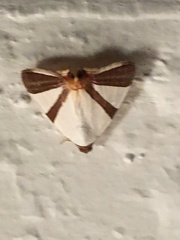 Eulepidotis rectimargo