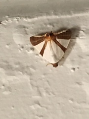 Eulepidotis rectimargo