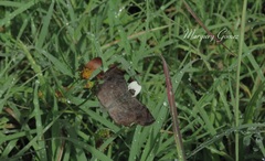 Antigonus erosus