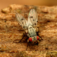 Odinia conspicua