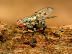 Odinia conspicua