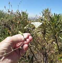 Calystegia macrostegia arida