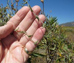 Calystegia macrostegia arida