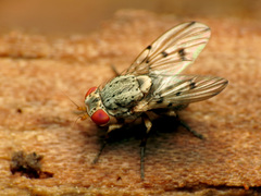 Odinia conspicua