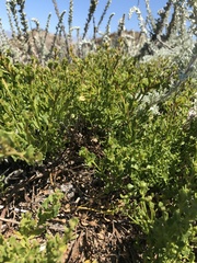 Baccharis pilularis pilularis