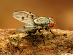 Odinia conspicua