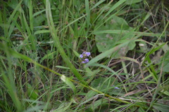 Prunella vulgaris lanceolata