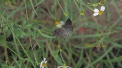 Antigonus erosus