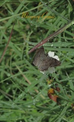 Antigonus erosus