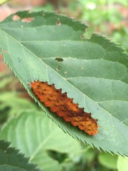 Eterusia aedea formosana