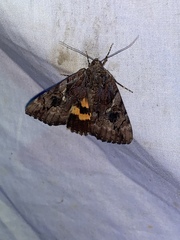 Catocala muliercula