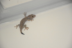 Gekko gecko
