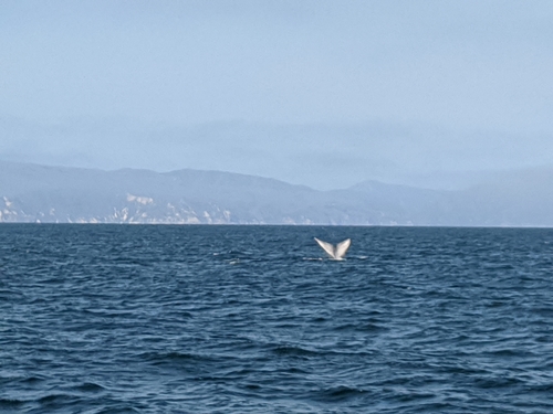 Blue Whale photographed in California
