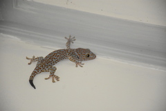 Gekko gecko