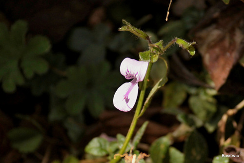 Hypoestes triflora