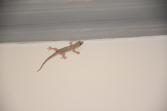 Hemidactylus platyurus